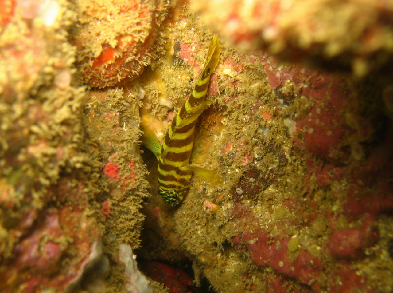 Gorogobius nigricinctus